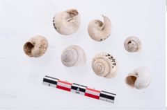 Foto von Schneckengehäuse (NHMW-PRAE-002299a)